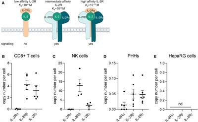 Immuno-inflammatory in vitro hepatotoxicity models to assess side effects of biologicals exemplified by aldesleukin
